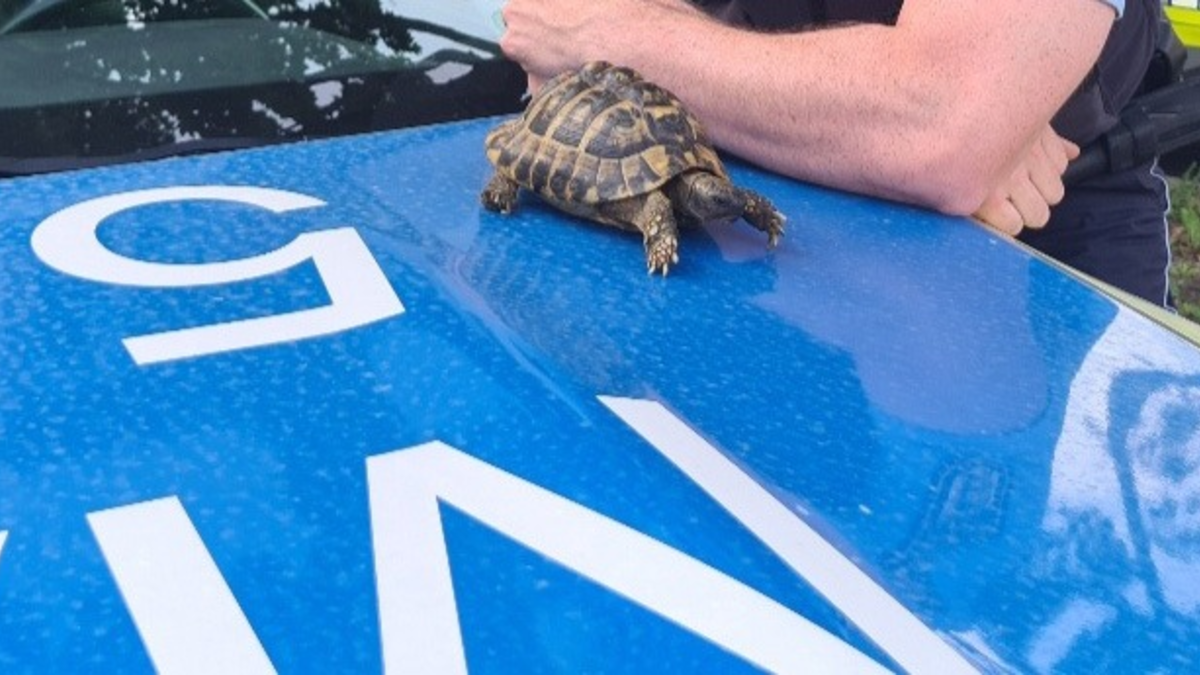 POL-MA: Weinheim/ Rhein-Neckar-Kreis: Landschildkröte aufgefunden - Besitzer gesucht - Foto: presseportal.de
