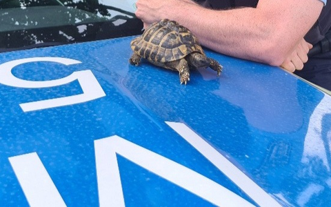 POL-MA: Weinheim/ Rhein-Neckar-Kreis: Landschildkröte aufgefunden - Besitzer gesucht - Foto: presseportal.de