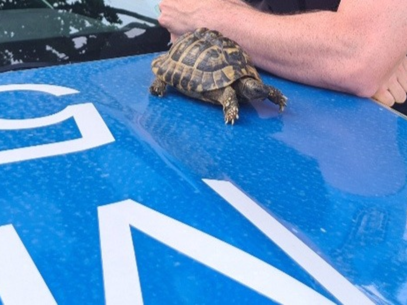 POL-MA: Weinheim/ Rhein-Neckar-Kreis: Landschildkröte aufgefunden - Besitzer gesucht - Foto: presseportal.de