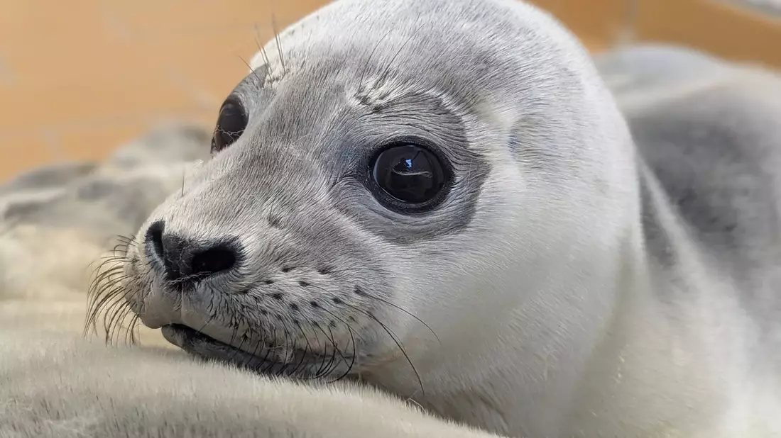 Die Seehundstation kümmert sich jedes Jahr um mehr als 150 kranke, mutterlose oder verletzte Seehunde. - Bild: Seehundstation Norddeich/dpa
