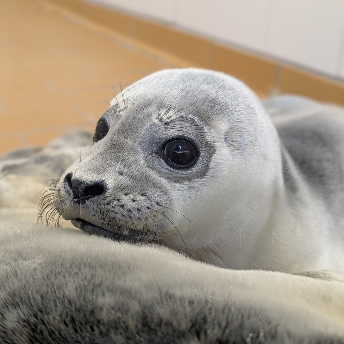 Die Seehundstation kümmert sich jedes Jahr um mehr als 150 kranke, mutterlose oder verletzte Seehunde. - Foto: Seehundstation Norddeich/dpa