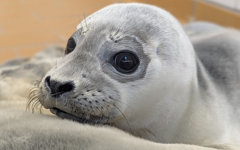 Die Seehundstation kümmert sich jedes Jahr um mehr als 150 kranke, mutterlose oder verletzte Seehunde. - Foto: Seehundstation Norddeich/dpa