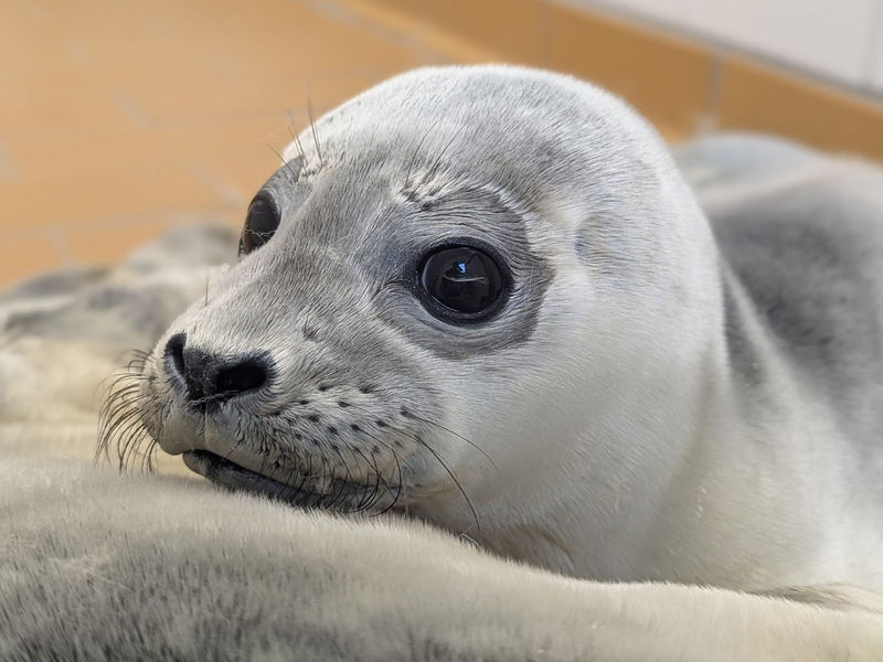 Die Seehundstation kümmert sich jedes Jahr um mehr als 150 kranke, mutterlose oder verletzte Seehunde. - Foto: Seehundstation Norddeich/dpa