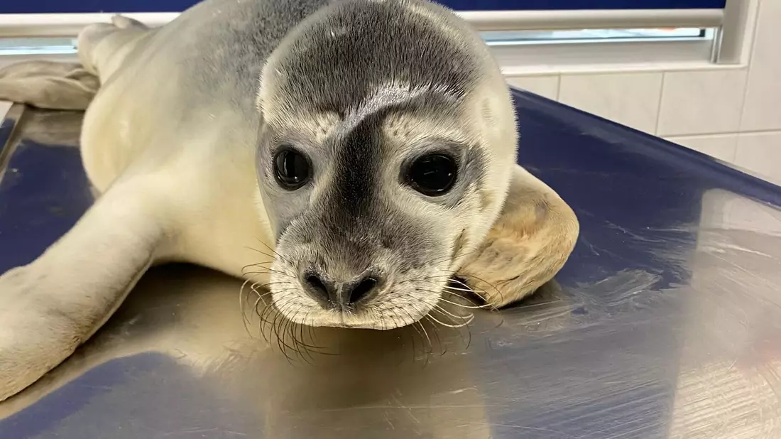 Seehündin Maca wurde auf Norderney gefunden. - Bild: Seehundstation Norddeich/dpa