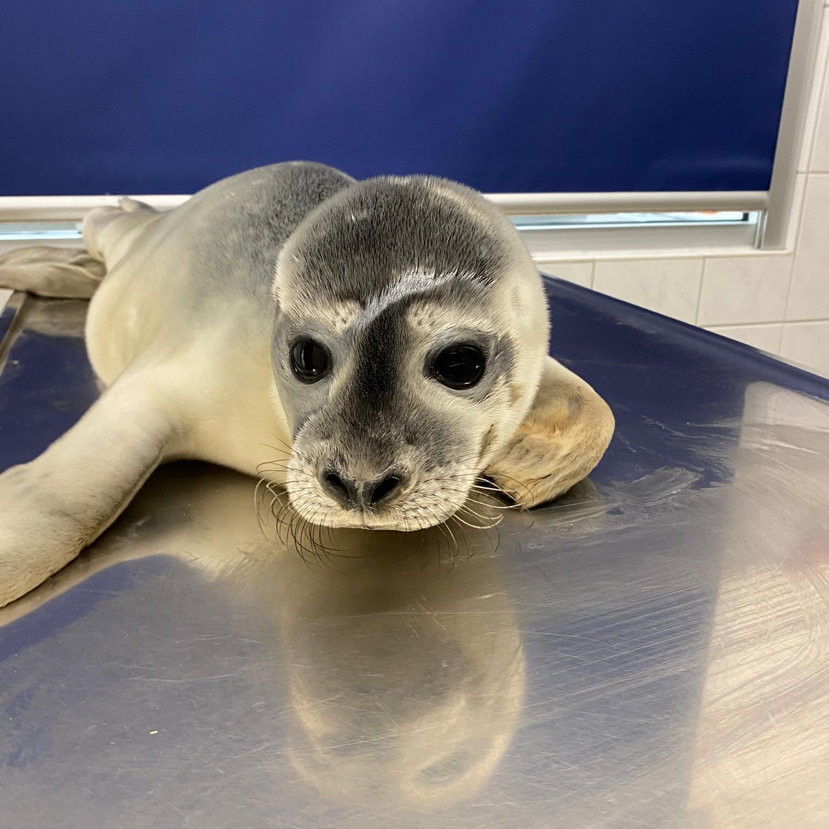 Seehündin Maca wurde auf Norderney gefunden. - Foto: Seehundstation Norddeich/dpa