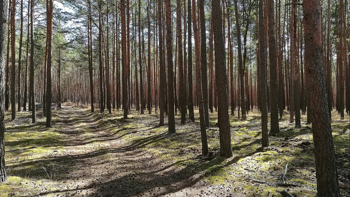 Wald (Archiv) - Foto: über dts Nachrichtenagentur
