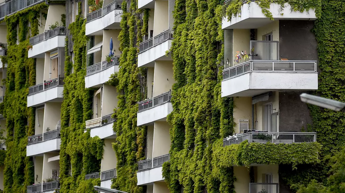Grünpflanzen schaffen Verdunstungskühle - auch wilder Wein wie hier an einer Fassade in Berlin.  - Bild: Britta Pedersen/dpa-Zentralbild/ZB