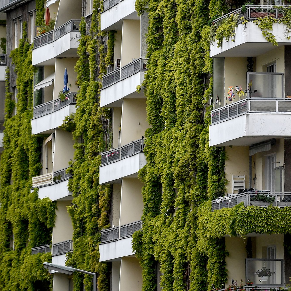 Grünpflanzen schaffen Verdunstungskühle - auch wilder Wein wie hier an einer Fassade in Berlin.  - Foto: Britta Pedersen/dpa-Zentralbild/ZB