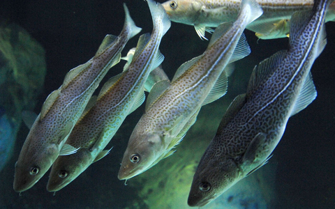 Die Kabeljau-Bestände gehen aufgrund der Klimaerwärmung zurück (Archivbild). - Foto: Stefan Sauer/dpa-Zentralbild/dpa