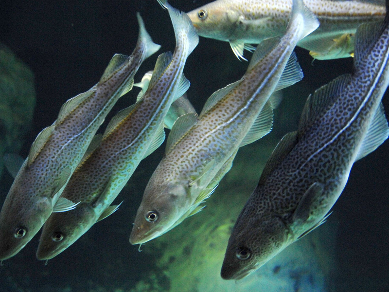 Die Kabeljau-Bestände gehen aufgrund der Klimaerwärmung zurück (Archivbild). - Foto: Stefan Sauer/dpa-Zentralbild/dpa