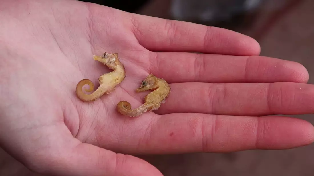 Zwei leblose Kurzschnäuzige Seepferdchen aus dem Wattenmeer. - Bild: Peter Kuchenbuch-Hanken/dpa