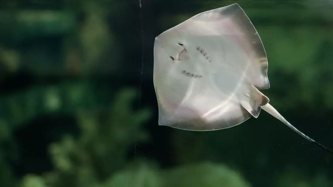 Ein junger südlicher Stechrochen im Tierpark Hagenbeck in Hamburg - Bild: picture alliance / dpa