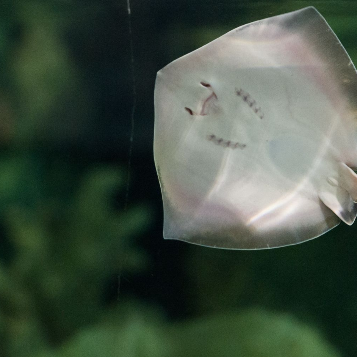 Ein junger südlicher Stechrochen im Tierpark Hagenbeck in Hamburg - Foto: picture alliance / dpa