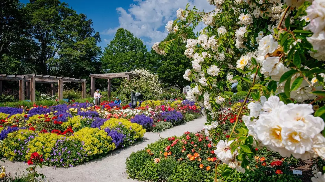 Rosenvielfalt und Rosengartenfest im egapark / Der 22. Juni 2025 steht ganz im Zeichen der Königin der Blumen - Bild: presseportal.de