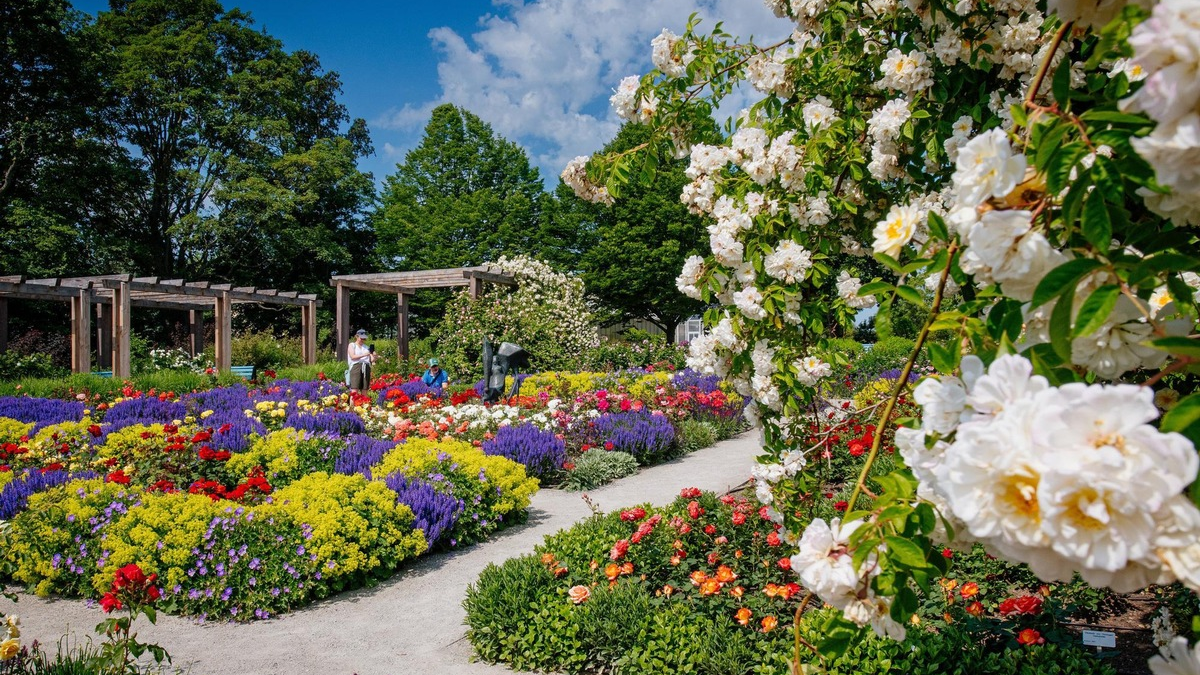 Rosenvielfalt und Rosengartenfest im egapark / Der 22. Juni 2025 steht ganz im Zeichen der Königin der Blumen - Foto: presseportal.de