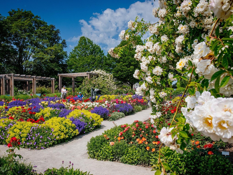 Rosenvielfalt und Rosengartenfest im egapark / Der 22. Juni 2025 steht ganz im Zeichen der Königin der Blumen - Foto: presseportal.de