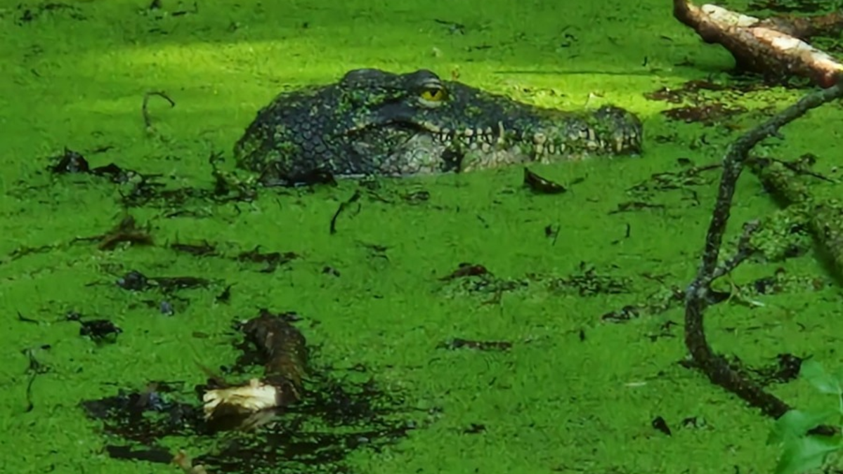 FW Konstanz: Krokodil löst Feuerwehreinsatz aus - Foto: presseportal.de