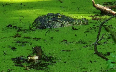 FW Konstanz: Krokodil löst Feuerwehreinsatz aus - Foto: presseportal.de