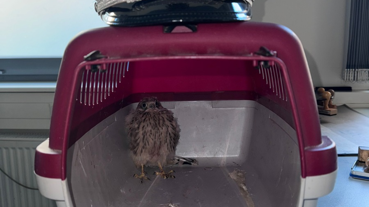 POL-HL: Lübeck / Innenstadt Junger Falke gerettet - Foto: presseportal.de