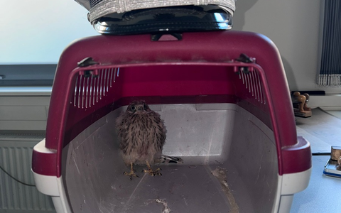 POL-HL: Lübeck / Innenstadt Junger Falke gerettet - Foto: presseportal.de