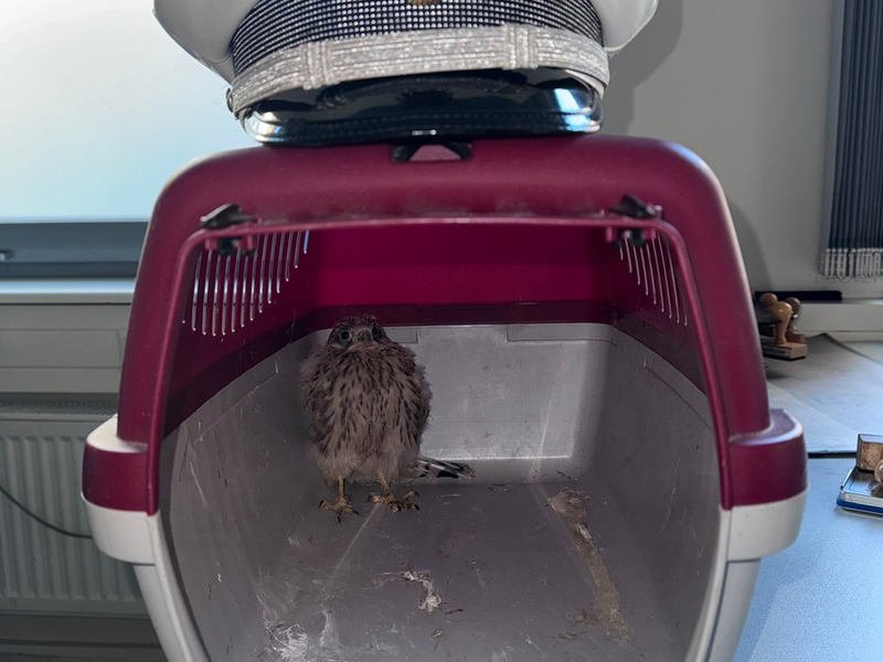 POL-HL: Lübeck / Innenstadt Junger Falke gerettet - Foto: presseportal.de