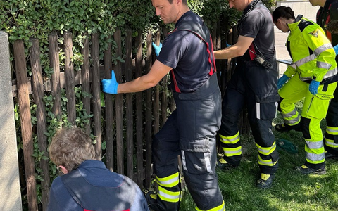 FW-M: Älterer Herr zwischen Hecke und Gartenzaun eingeklemmt (Pasing) - Foto: presseportal.de