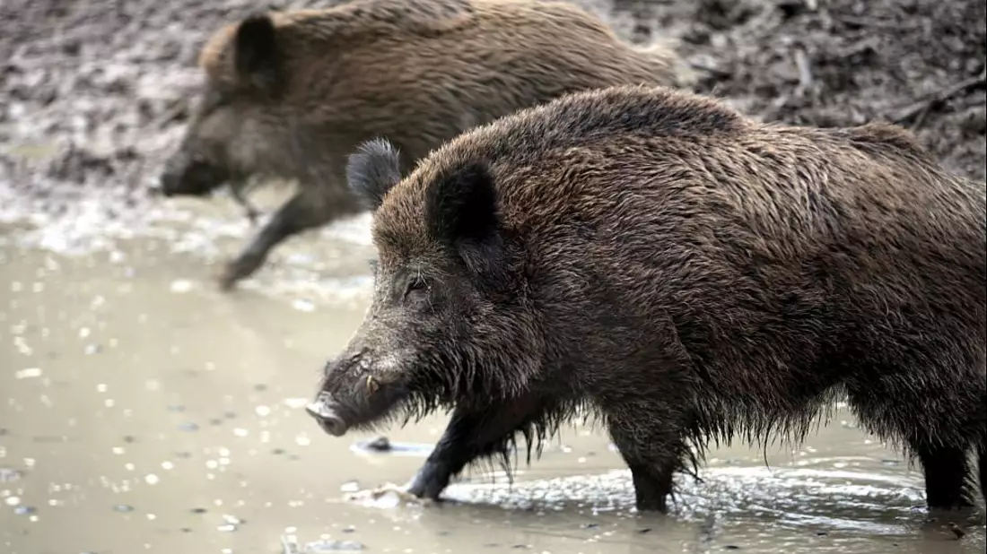 Wildschwein (Archiv) - Bild: über dts Nachrichtenagentur