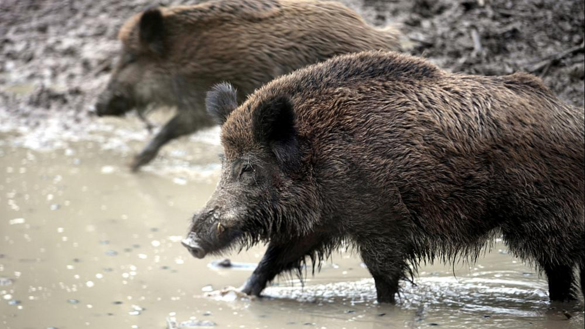 Wildschwein (Archiv) - Foto: über dts Nachrichtenagentur