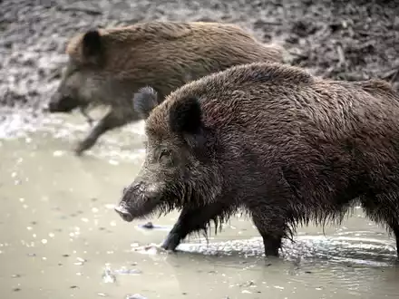 Wildschwein (Archiv) - Foto: über dts Nachrichtenagentur