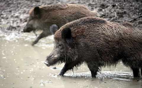 Wildschwein (Archiv) - Foto: über dts Nachrichtenagentur