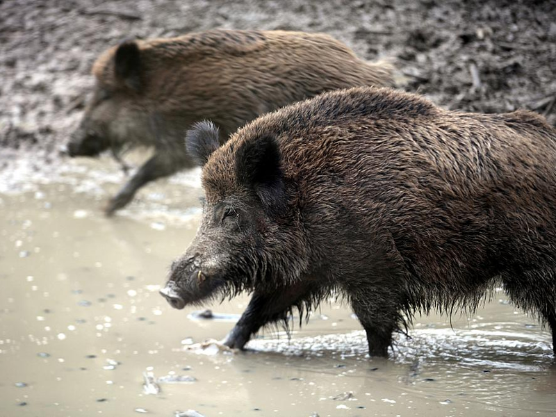 Wildschwein (Archiv) - Foto: über dts Nachrichtenagentur