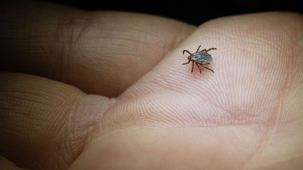 Die Buntzecke lebt unter anderem auf Wiesen oder Grünstreifen (Archivbild). - Foto: Marijan Murat/dpa/dpa-tmn