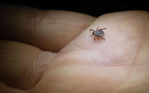 Die Buntzecke lebt unter anderem auf Wiesen oder Grünstreifen (Archivbild). - Foto: Marijan Murat/dpa/dpa-tmn