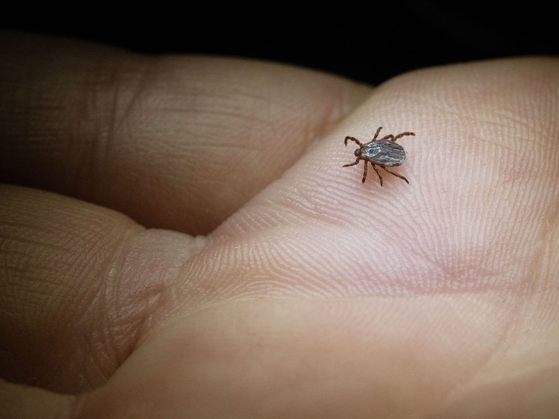 Die Buntzecke lebt unter anderem auf Wiesen oder Grünstreifen (Archivbild). - Foto: Marijan Murat/dpa/dpa-tmn