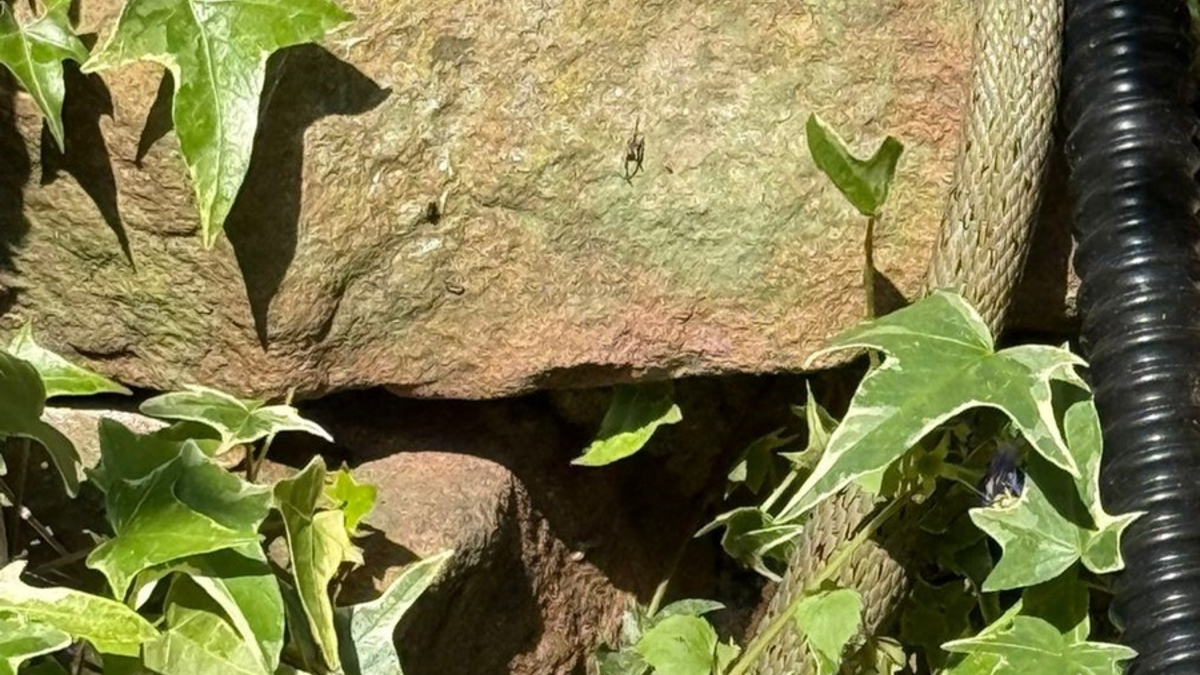 POL-MA: Heidelberg-Ziegelhausen und Weinheim/Rhein-Neckar-Kreis: Gleich zwei tierische Begegnungen der nicht ganz üblichen Art - Foto: presseportal.de