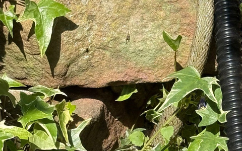 POL-MA: Heidelberg-Ziegelhausen und Weinheim/Rhein-Neckar-Kreis: Gleich zwei tierische Begegnungen der nicht ganz üblichen Art - Foto: presseportal.de POL-MA: Heidelberg-Ziegelhausen und Weinheim/Rhein-Neckar-Kreis: Gleich zwei tierische Begegnungen der nicht ganz üblichen Art - Foto: presseportal.de