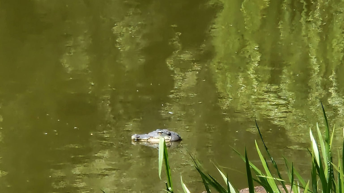Der natürliche Lebensraum von Alligatoren liegt unter anderem im Südosten der USA. - Foto: -/Polizei Berlin/dpa