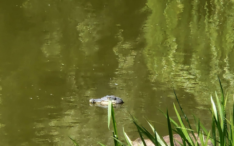 Der natĂŒrliche Lebensraum von Alligatoren liegt unter anderem im SĂŒdosten der USA. - Foto: -/Polizei Berlin/dpa Der natĂŒrliche Lebensraum von Alligatoren liegt unter anderem im SĂŒdosten der USA. - Foto: -/Polizei Berlin/dpa