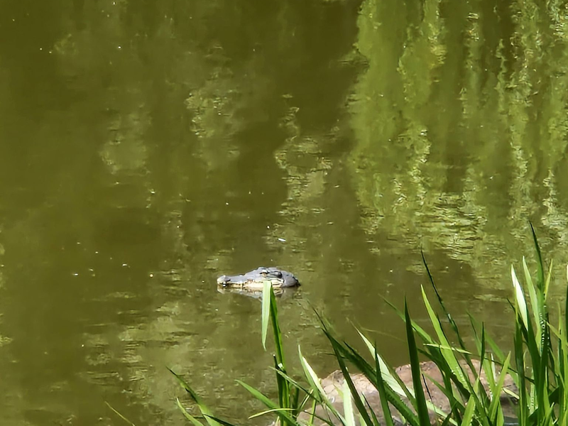Der natürliche Lebensraum von Alligatoren liegt unter anderem im Südosten der USA. - Foto: -/Polizei Berlin/dpa