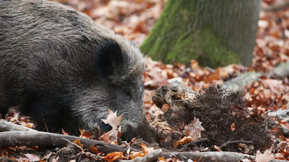 Ein Jäger hat in NRW ein totes Wildschwein gefunden, bei dem der Verdacht auf die Afrikanische Schweinepest (ASP) bestätigt wurde. (Archivbild) - Bild: Oliver Berg/dpa