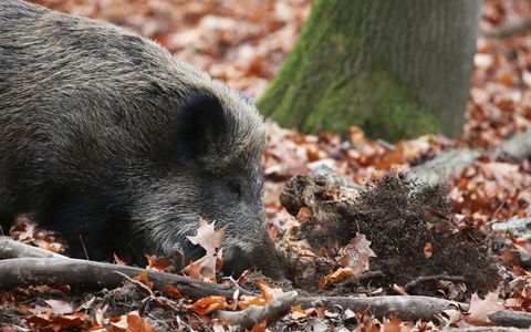 Ein Jäger hat in NRW ein totes Wildschwein gefunden, bei dem der Verdacht auf die Afrikanische Schweinepest (ASP) bestätigt wurde. (Archivbild) - Foto: Oliver Berg/dpa