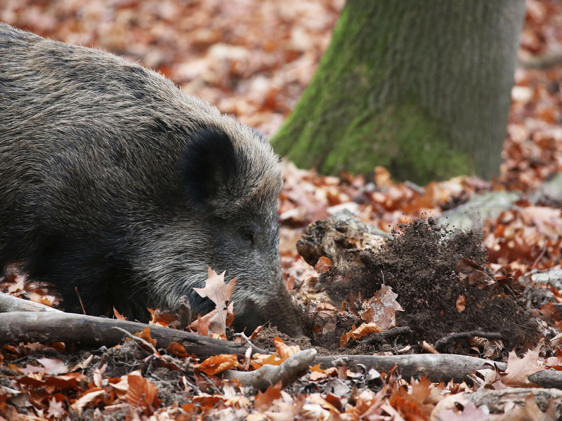 Ein Jäger hat in NRW ein totes Wildschwein gefunden, bei dem der Verdacht auf die Afrikanische Schweinepest (ASP) bestätigt wurde. (Archivbild) - Foto: Oliver Berg/dpa