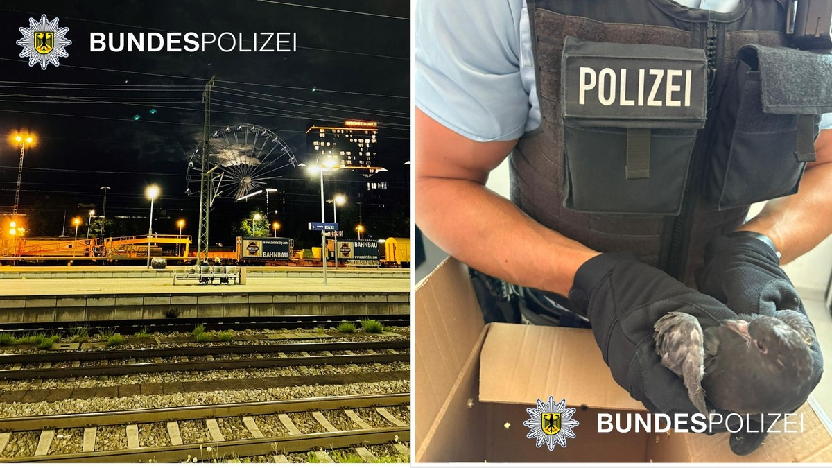 Bundespolizeidirektion München: Taubenrettung mit traurigem Ausgang - Sitzplatzstreit mit Verletzten - Foto: presseportal.de