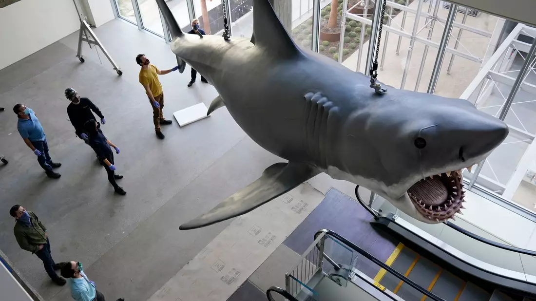 Mit dem mechanischen Hai «Bruce», hier restauriert im Academy Museum of Motion Pictures in Los Angeles, gab es bei den Dreharbeiten zu «Der weiße Hai» mannigfaltige Probleme. (Archivbild)  - Bild: Chris Pizzello/Invision/AP/dpa