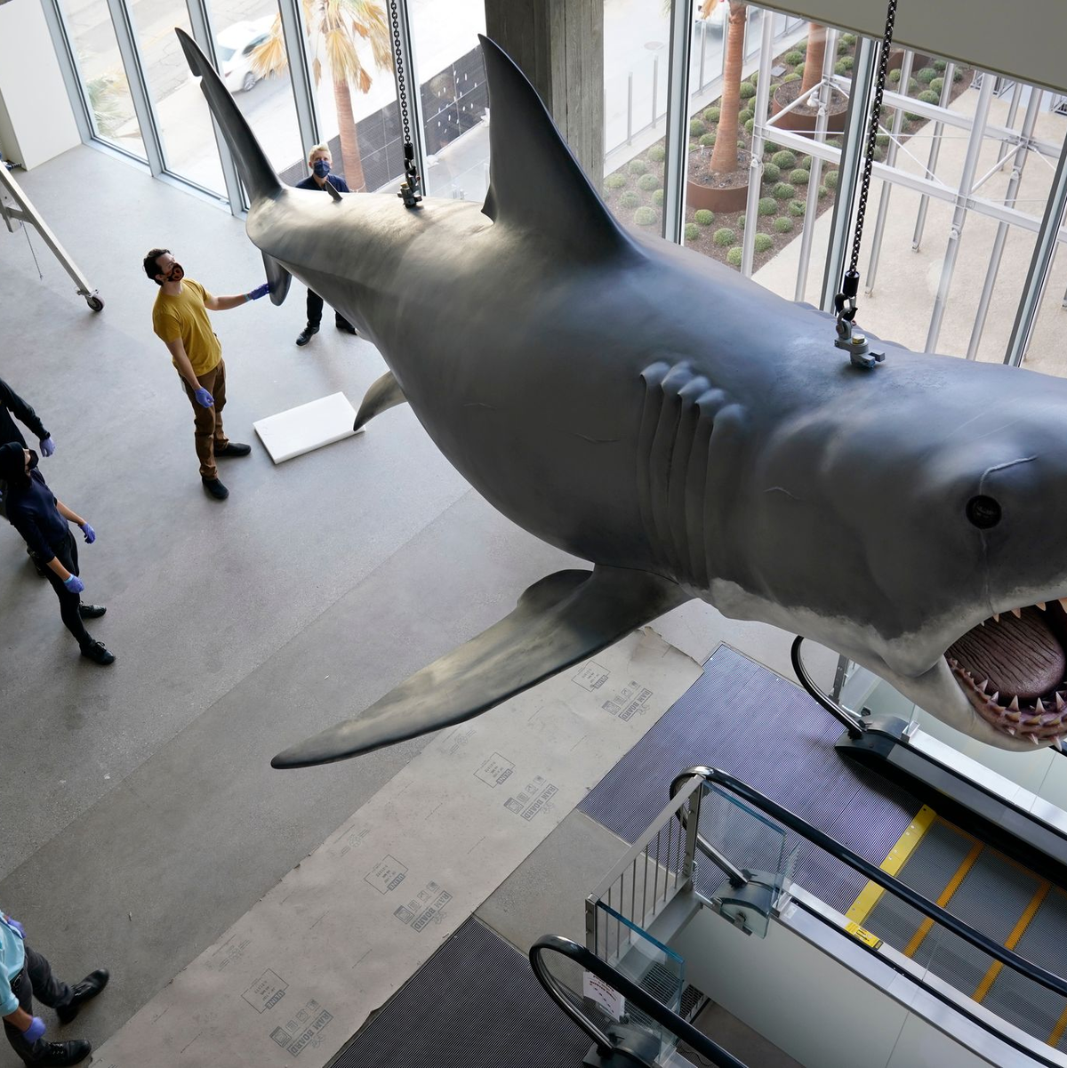 Mit dem mechanischen Hai «Bruce», hier restauriert im Academy Museum of Motion Pictures in Los Angeles, gab es bei den Dreharbeiten zu «Der weiße Hai» mannigfaltige Probleme. (Archivbild)  - Foto: Chris Pizzello/Invision/AP/dpa