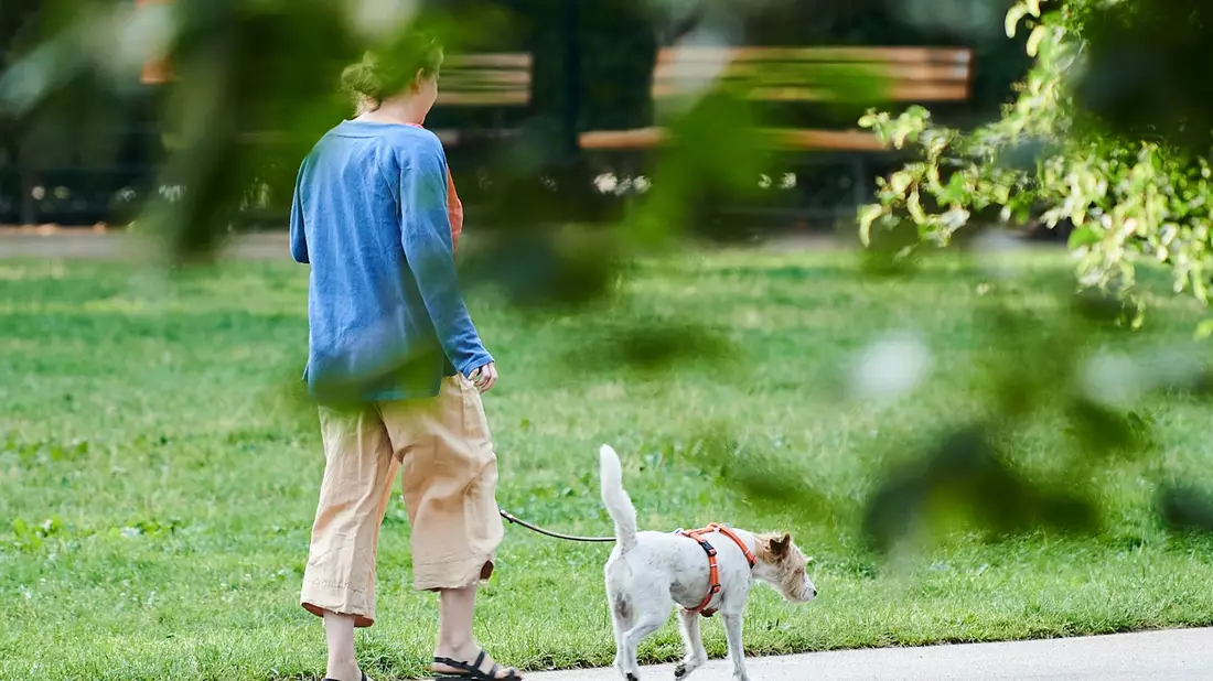 Vierbeiner als Schritt-Motivator: Wer einen Hund hält, macht durch das mehrmals tägliche Gassigehen automatisch mehr Schritte. (Illustration) - Bild: Annette Riedl/dpa
