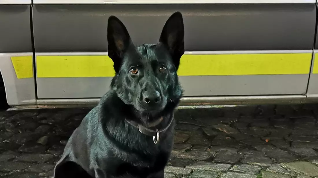 POL-HH: 250616-1. Drei vorläufige Festnahmen nach Verdacht des Wohnungseinbruchdiebstahls in Hamburg-St. Georg - Bild: presseportal.de