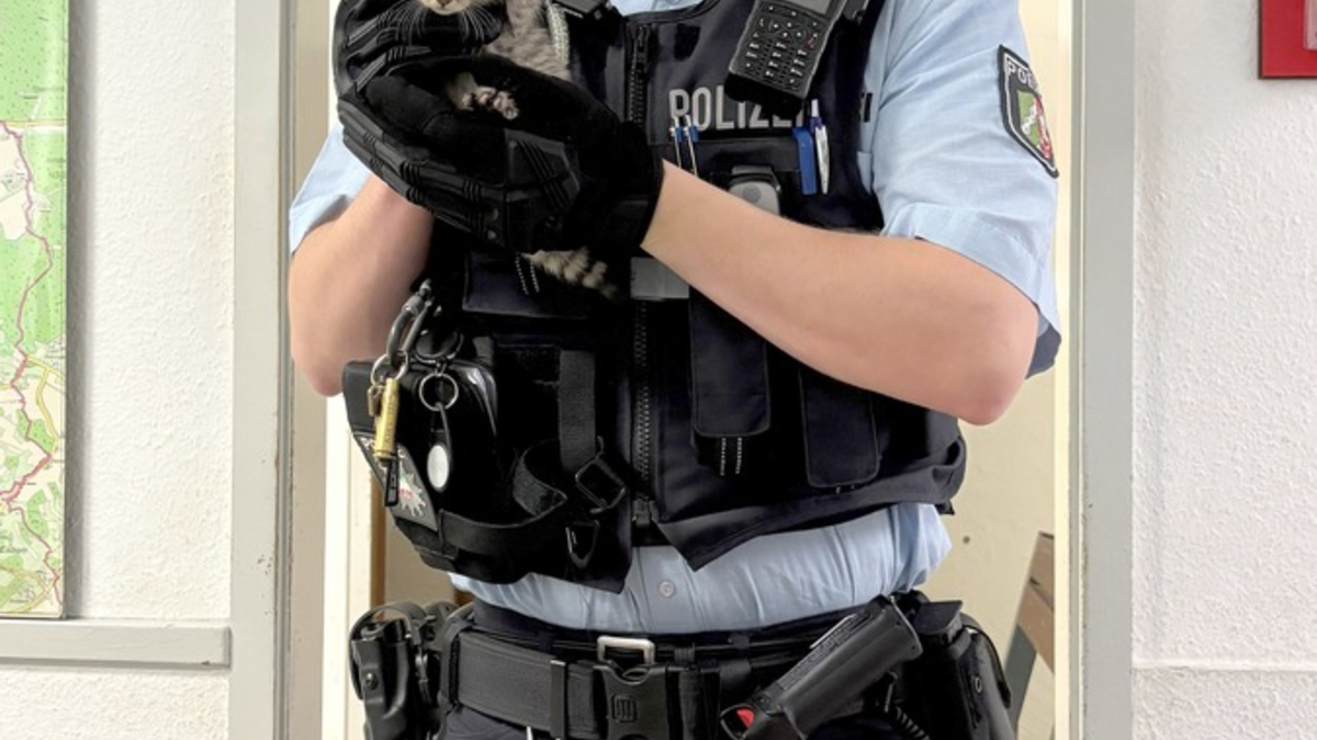 POL-MK: Drei Katzenkinder ausgesetzt - Foto: presseportal.de