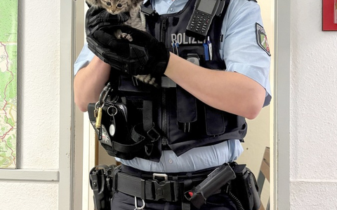 POL-MK: Drei Katzenkinder ausgesetzt - Foto: presseportal.de