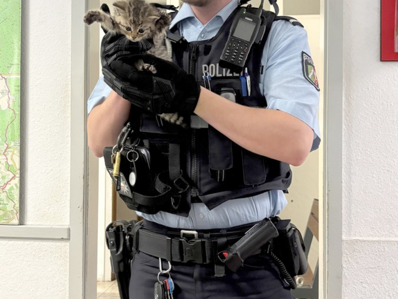 POL-MK: Drei Katzenkinder ausgesetzt - Foto: presseportal.de